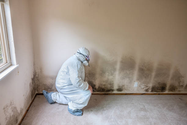 Best Commercial Mold Removal  in Ferriday, LA
